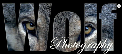 Wolf Photography Terms of  Business